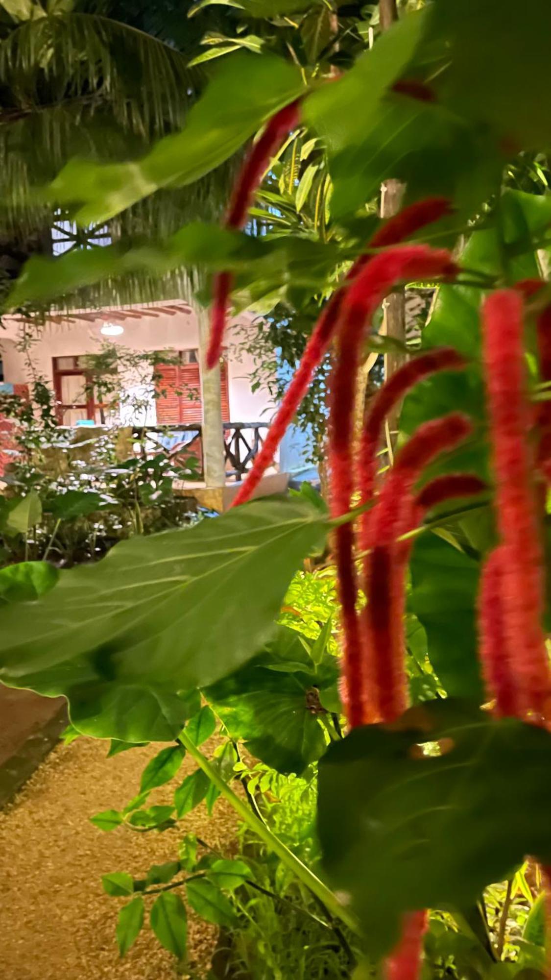 Atii Garden Bungalows Нунгві Екстер'єр фото
