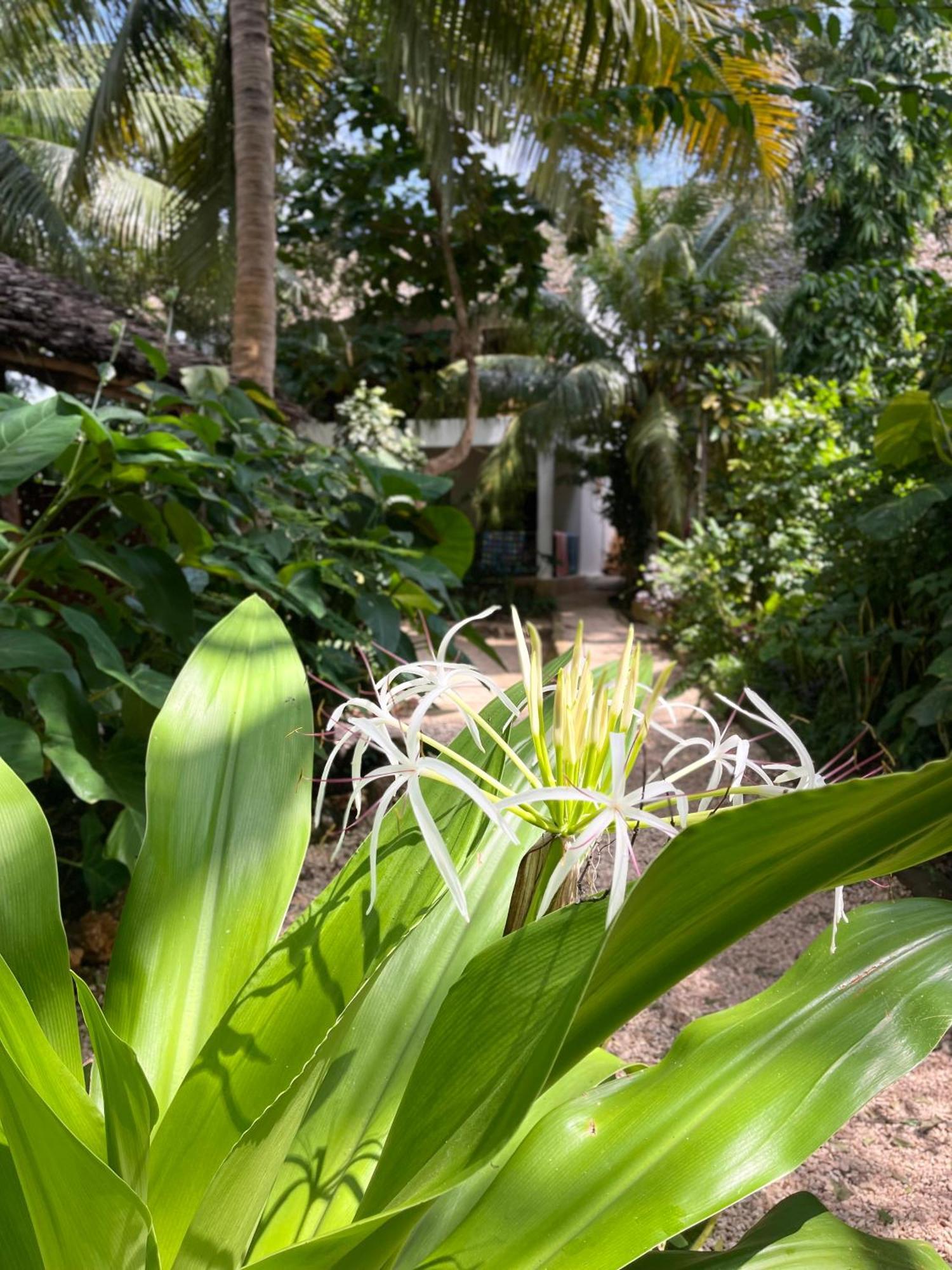 Atii Garden Bungalows Нунгві Екстер'єр фото